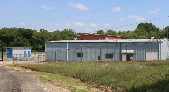 water plant